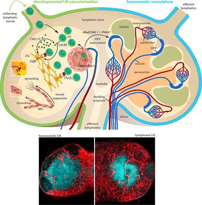 Angiogenesis in Lymph Nodes Is a Critical Regulator of Immune Response and Lymphoma Growth